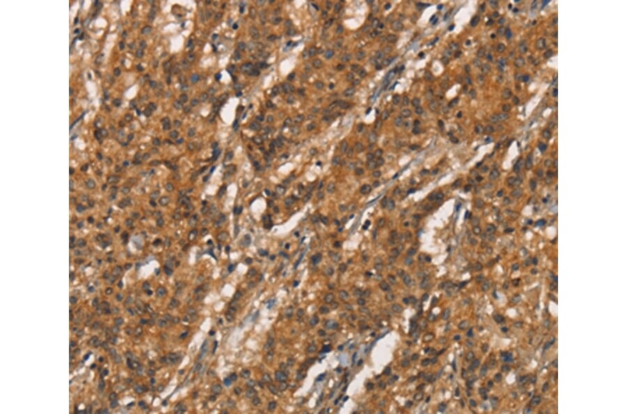Immunohistochemistry - APOC4 Antibody from Signalway Antibody (37114) - Antibodies.com