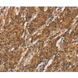 Immunohistochemistry - APOC4 Antibody from Signalway Antibody (37114) - Antibodies.com