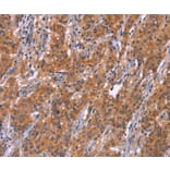 Immunohistochemistry - ARPC4 Antibody from Signalway Antibody (37116) - Antibodies.com