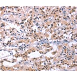 Immunohistochemistry - ORAI1 Antibody from Signalway Antibody (37133) - Antibodies.com