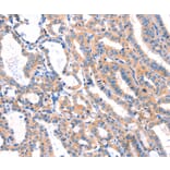 Immunohistochemistry - MLLT4 Antibody from Signalway Antibody (37144) - Antibodies.com