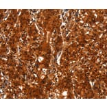 Immunohistochemistry - BCAS3 Antibody from Signalway Antibody (37148) - Antibodies.com