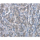 Immunohistochemistry - CD226 Antibody from Signalway Antibody (37161) - Antibodies.com