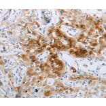 Immunohistochemistry - NPY2R Antibody from Signalway Antibody (37197) - Antibodies.com