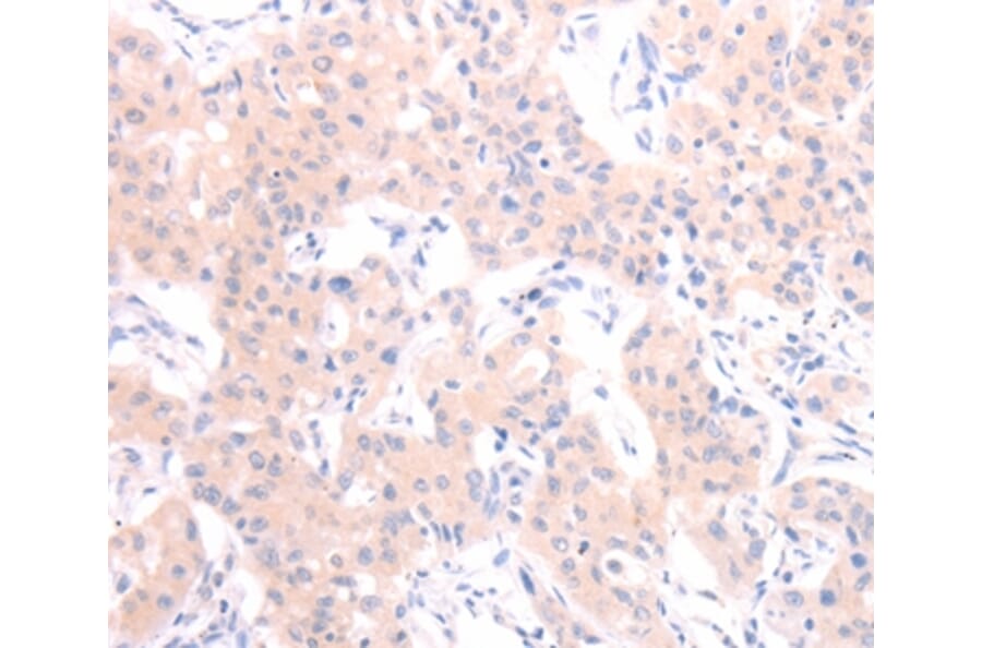 Immunohistochemistry - HCRT Antibody from Signalway Antibody (37202) - Antibodies.com