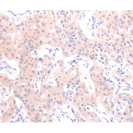 Immunohistochemistry - HCRT Antibody from Signalway Antibody (37202) - Antibodies.com