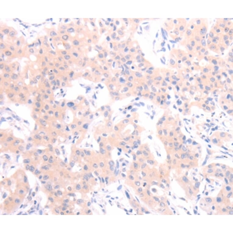 Immunohistochemistry - HCRT Antibody from Signalway Antibody (37202) - Antibodies.com