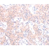 Immunohistochemistry - HCRT Antibody from Signalway Antibody (37202) - Antibodies.com