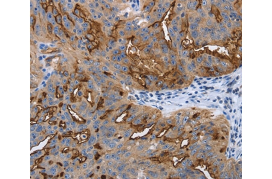 Immunohistochemistry - PODXL Antibody from Signalway Antibody (37211) - Antibodies.com