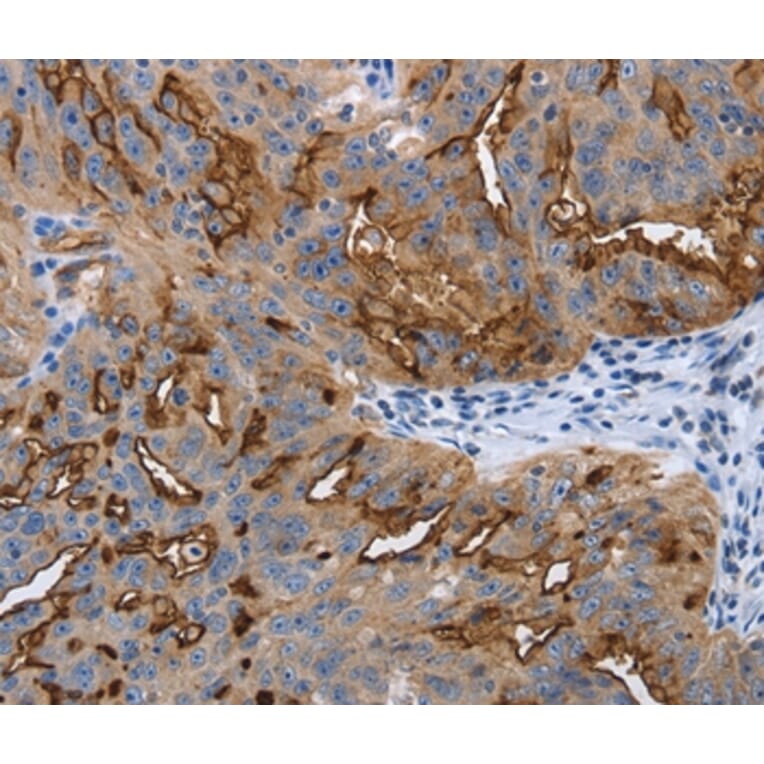Immunohistochemistry - PODXL Antibody from Signalway Antibody (37211) - Antibodies.com
