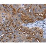 Immunohistochemistry - PODXL Antibody from Signalway Antibody (37211) - Antibodies.com