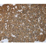 Immunohistochemistry - PTPRM Antibody from Signalway Antibody (37227) - Antibodies.com