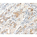 Immunohistochemistry - SCN2A Antibody from Signalway Antibody (37232) - Antibodies.com