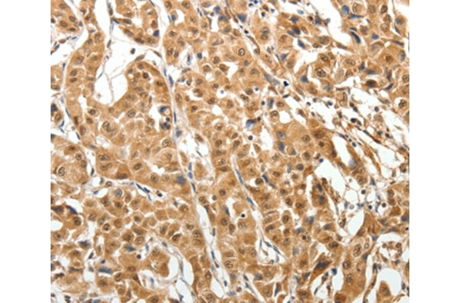 Immunohistochemistry - MAP1A Antibody from Signalway Antibody (37265) - Antibodies.com