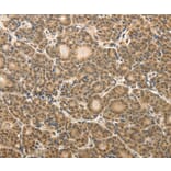 Immunohistochemistry - MAP1A Antibody from Signalway Antibody (37265) - Antibodies.com