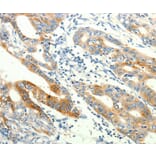 Immunohistochemistry - TRPA1 Antibody from Signalway Antibody (37282) - Antibodies.com