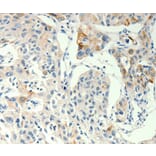 Immunohistochemistry - TRPA1 Antibody from Signalway Antibody (37282) - Antibodies.com