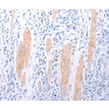 Immunohistochemistry - LPAR2 Antibody from Signalway Antibody (37287) - Antibodies.com
