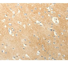 Immunohistochemistry - LPAR3 Antibody from Signalway Antibody (37292) - Antibodies.com