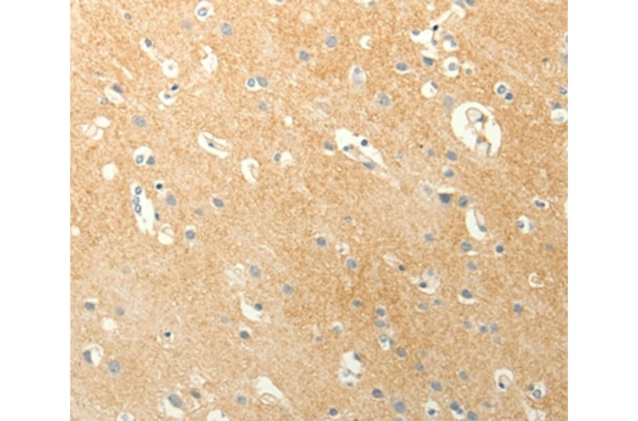 Immunohistochemistry - LPAR3 Antibody from Signalway Antibody (37292) - Antibodies.com