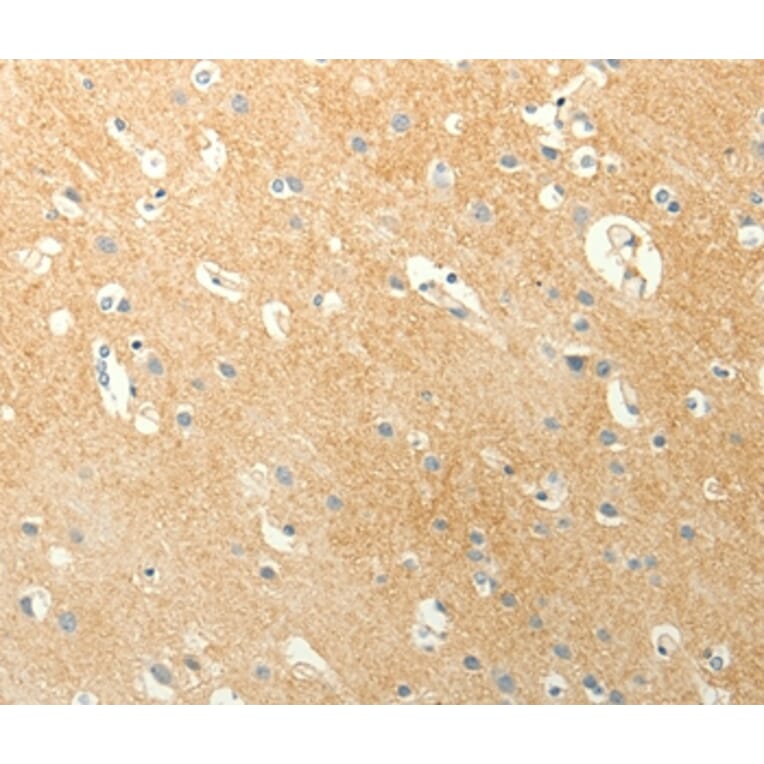 Immunohistochemistry - LPAR3 Antibody from Signalway Antibody (37292) - Antibodies.com