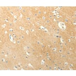 Immunohistochemistry - LPAR3 Antibody from Signalway Antibody (37292) - Antibodies.com