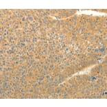 Immunohistochemistry - LPAR3 Antibody from Signalway Antibody (37292) - Antibodies.com