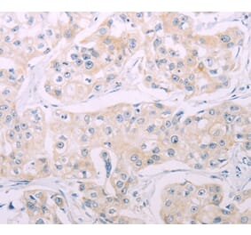 Immunohistochemistry - ADCY7 Antibody from Signalway Antibody (37316) - Antibodies.com