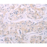 Immunohistochemistry - ADCY7 Antibody from Signalway Antibody (37316) - Antibodies.com