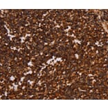 Immunohistochemistry - ALG11 Antibody from Signalway Antibody (37327) - Antibodies.com