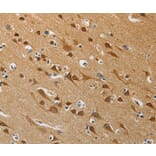 Immunohistochemistry - ATG4B Antibody from Signalway Antibody (37355) - Antibodies.com