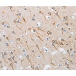 Immunohistochemistry - INTS1 Antibody from Signalway Antibody (37357) - Antibodies.com