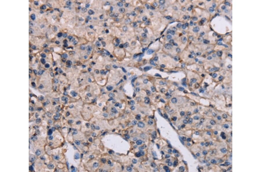 Immunohistochemistry - EPHA7 Antibody from Signalway Antibody (37371) - Antibodies.com