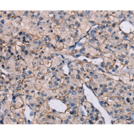 Immunohistochemistry - EPHA7 Antibody from Signalway Antibody (37371) - Antibodies.com