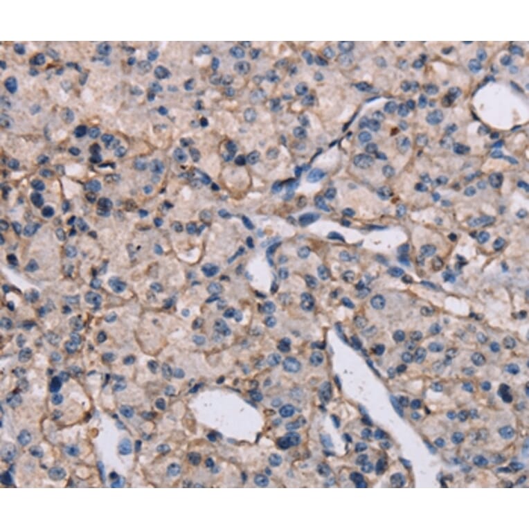 Immunohistochemistry - EPHA7 Antibody from Signalway Antibody (37371) - Antibodies.com