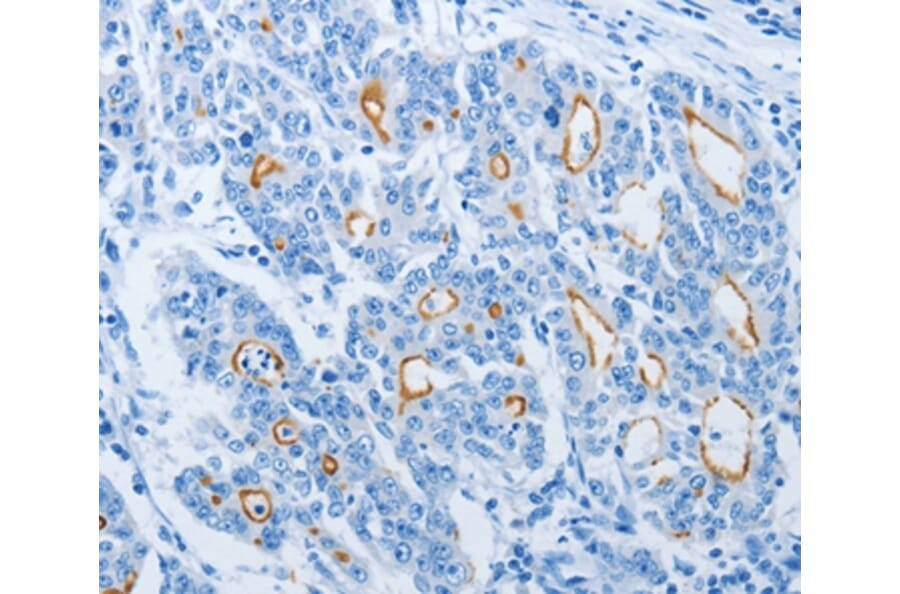 Immunohistochemistry - NEK10 Antibody from Signalway Antibody (37381) - Antibodies.com