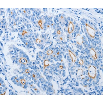 Immunohistochemistry - NEK10 Antibody from Signalway Antibody (37381) - Antibodies.com
