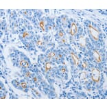 Immunohistochemistry - NEK10 Antibody from Signalway Antibody (37381) - Antibodies.com