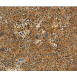 Immunohistochemistry - NPAP1 Antibody from Signalway Antibody (37386) - Antibodies.com