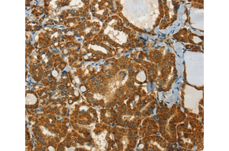Immunohistochemistry - NPAP1 Antibody from Signalway Antibody (37386) - Antibodies.com