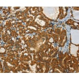 Immunohistochemistry - NPAP1 Antibody from Signalway Antibody (37386) - Antibodies.com
