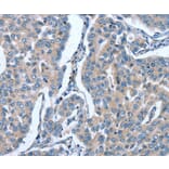 Immunohistochemistry - GINS1 Antibody from Signalway Antibody (37395) - Antibodies.com