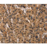 Immunohistochemistry - DEFA5 Antibody from Signalway Antibody (37411) - Antibodies.com