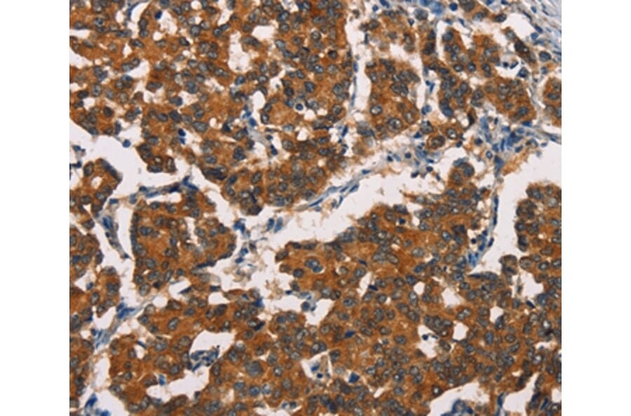 Immunohistochemistry - ASIC1 Antibody from Signalway Antibody (37430) - Antibodies.com