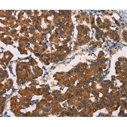 Immunohistochemistry - ASIC1 Antibody from Signalway Antibody (37430) - Antibodies.com