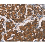 Immunohistochemistry - ASIC1 Antibody from Signalway Antibody (37430) - Antibodies.com