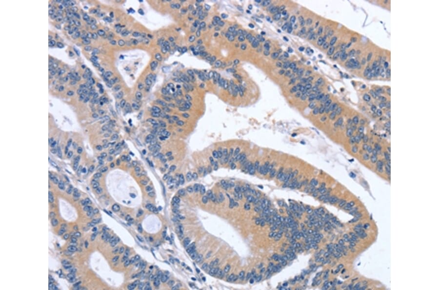 Immunohistochemistry - GDF11 Antibody from Signalway Antibody (37444) - Antibodies.com
