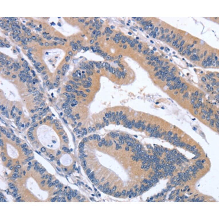 Immunohistochemistry - GDF11 Antibody from Signalway Antibody (37444) - Antibodies.com