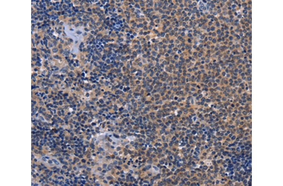 Immunohistochemistry - GDF11 Antibody from Signalway Antibody (37444) - Antibodies.com