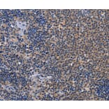 Immunohistochemistry - GDF11 Antibody from Signalway Antibody (37444) - Antibodies.com